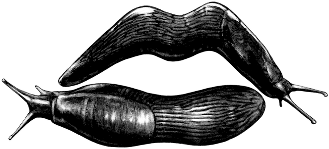 Picture - Slug Lips (689x439), Png Download