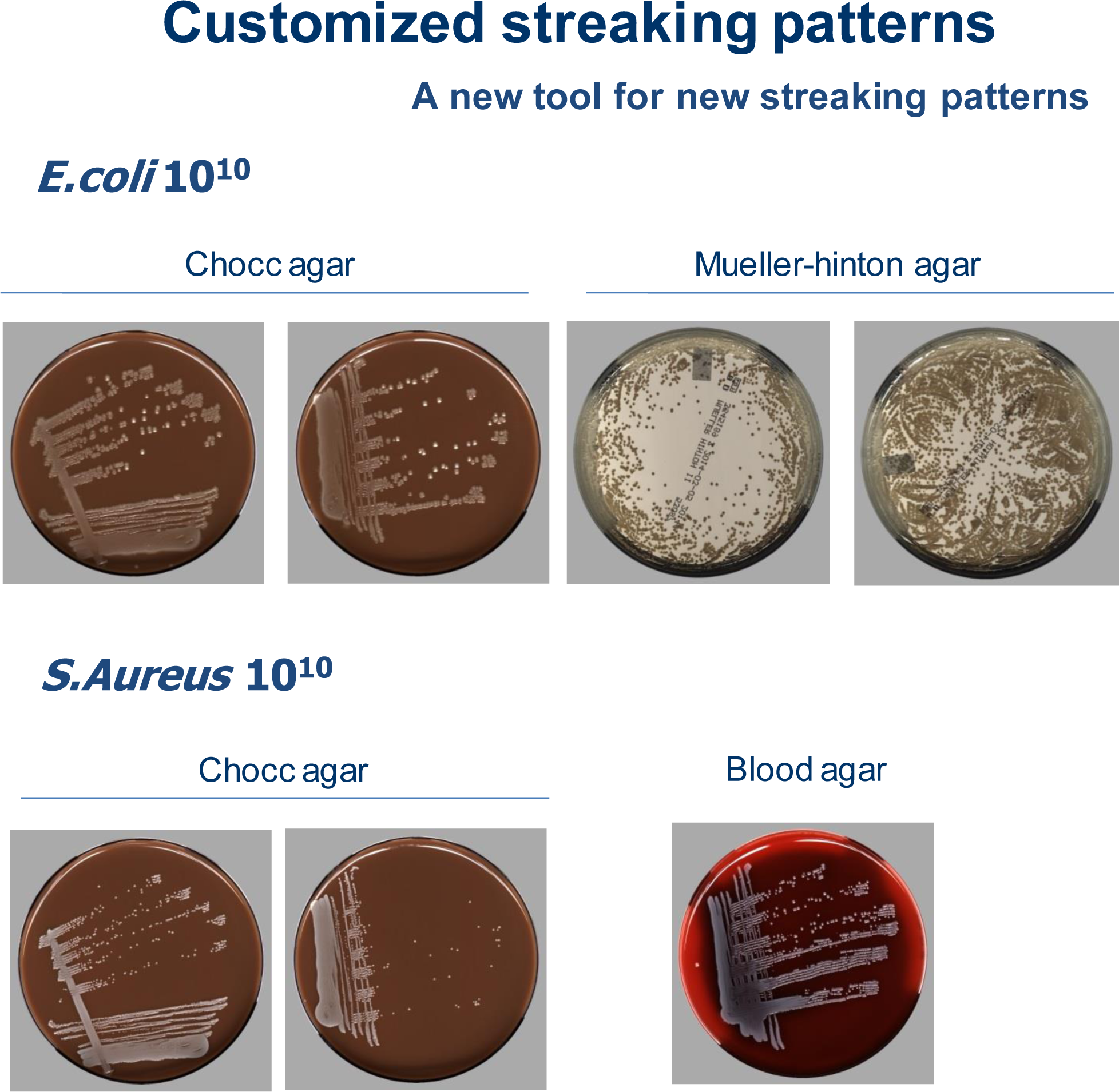 Results - Bacteria (1956x1910), Png Download