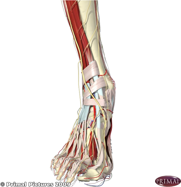 Front Medial Foot And Ankle - Medical Imaging (660x660), Png Download