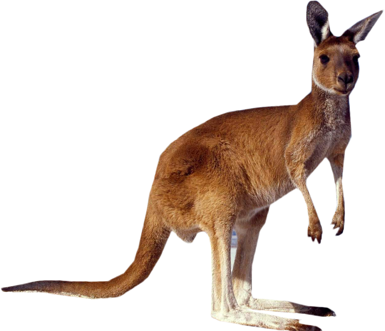 Kangaroo Standing Png Image - Kangaroo Png (1920x1080), Png Download