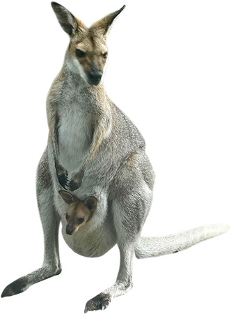 Kangaroo Png Image - Kangaroo With Baby Png (450x450), Png Download