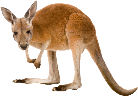 Svg Transparent Png Images All - Kangaroo Transparent (500x375), Png Download