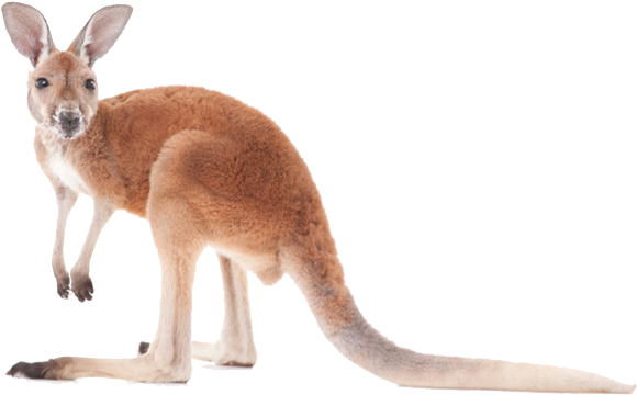Kangaroo Transparent Image - Kangaroo Images Png (621x383), Png Download