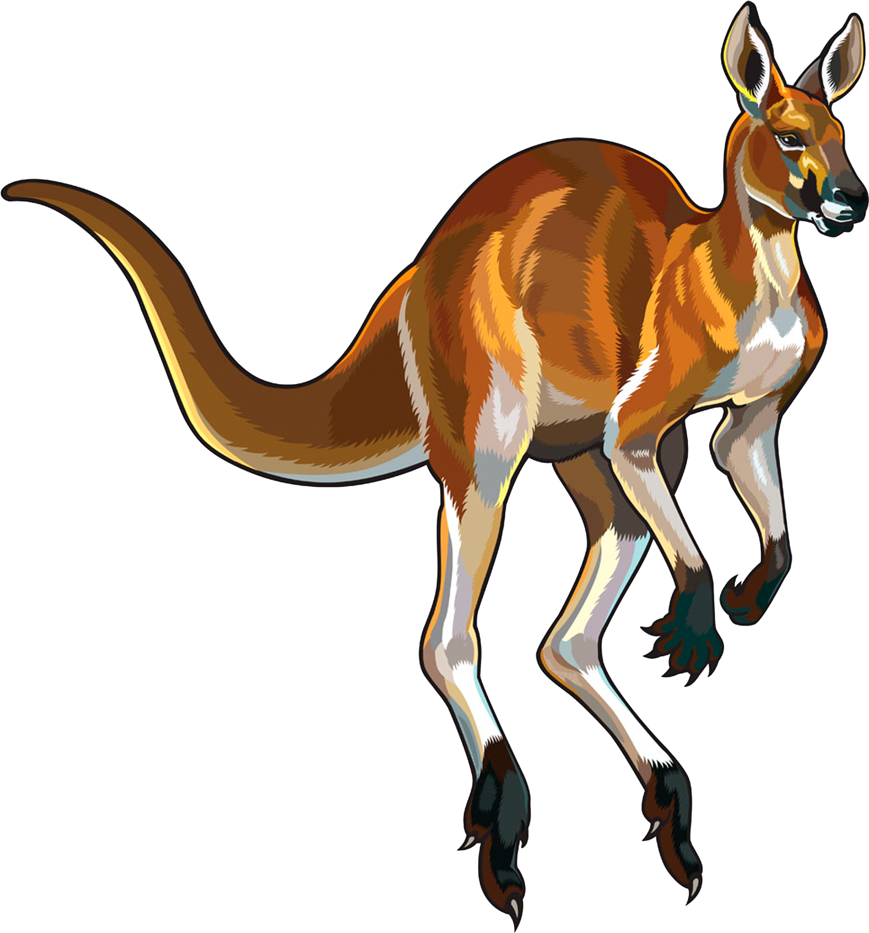 Red Kangaroo Illustration - Red Kangaroo Stock (5000x5000), Png Download