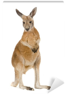 Young Red Kangaroo - Kangaroo Facts (400x400), Png Download