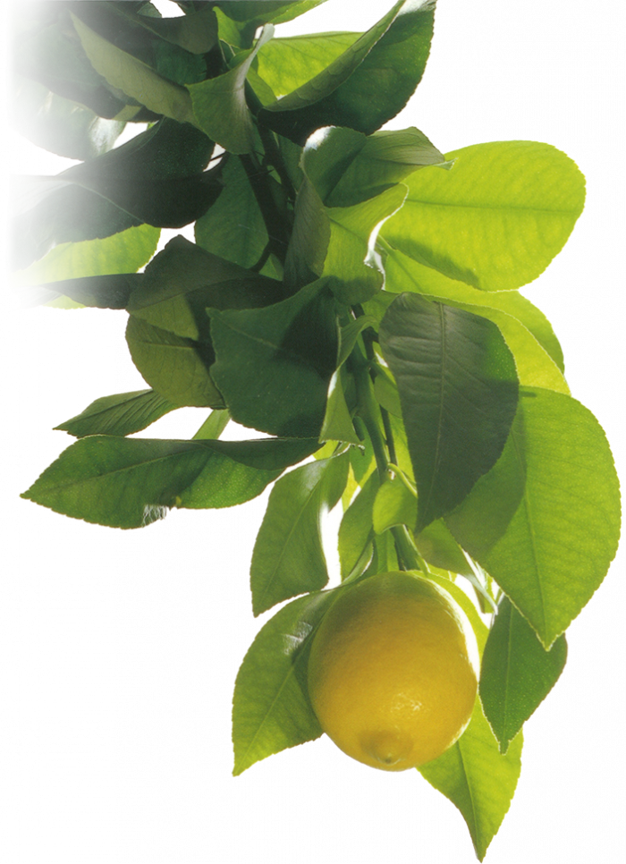 Citromax, One Of The World's Premier Growers Of Lemons - Lemon (700x966), Png Download