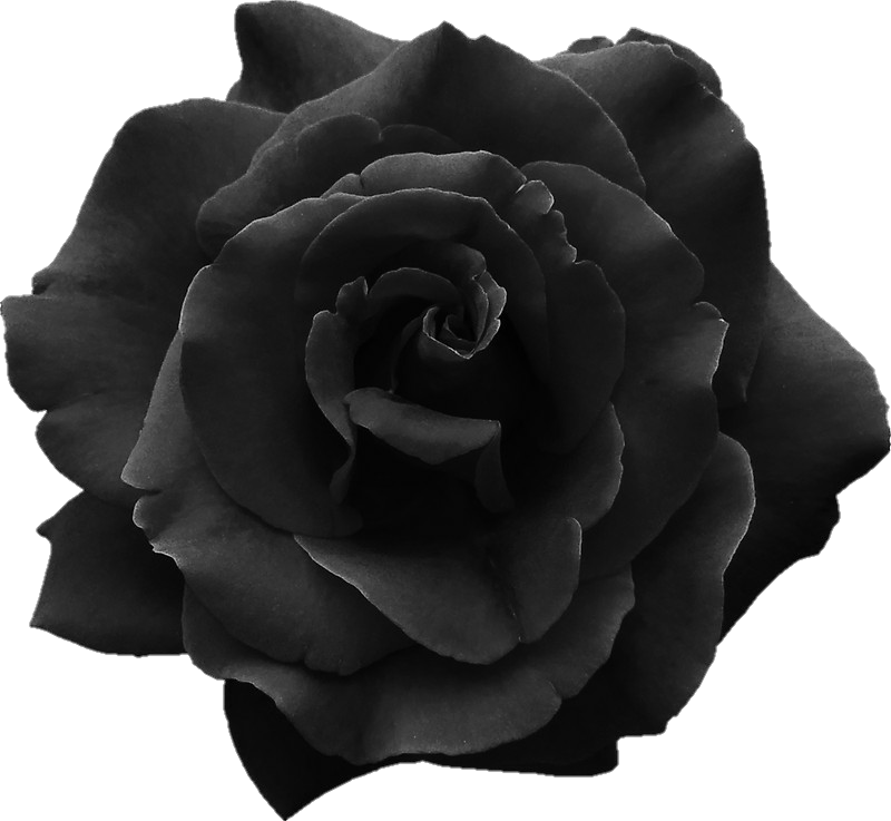 Rosanegra Roseblack Tumblr Dark Gotic - Transparent Black Rose (800x737), Png Download