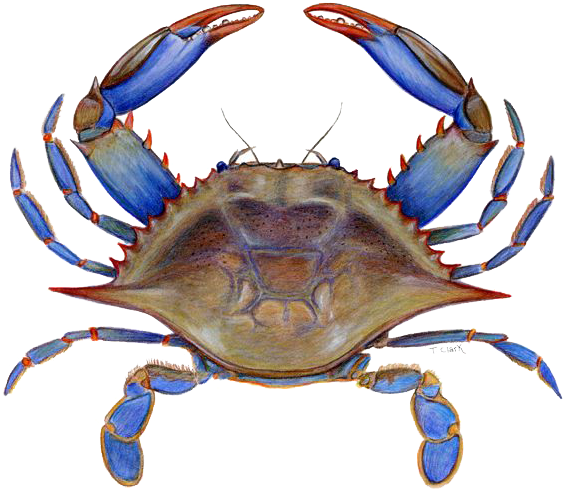 Crab Png Picture - Maryland Blue Crab Png (700x563), Png Download