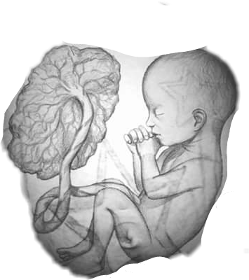 Fetus (355x400), Png Download
