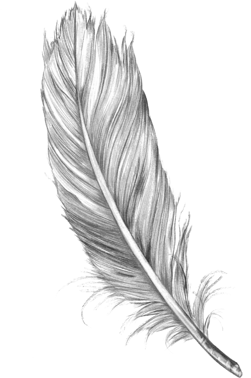 Feather Tattoo Drawing (492x750), Png Download