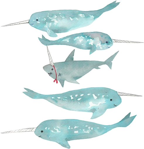 Narwhal Illustration - Shark Narwhal (500x530), Png Download