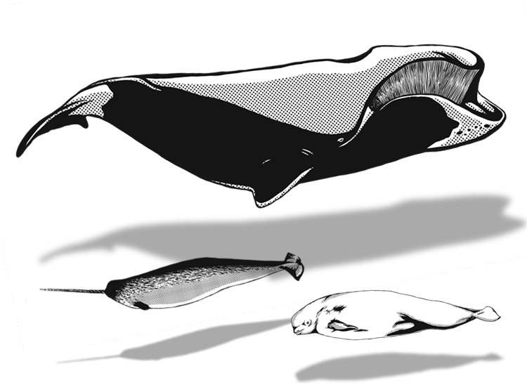 Beluga Whale (749x572), Png Download