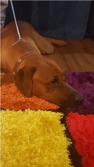 Photo Of Kuda - Companion Dog (638x638), Png Download