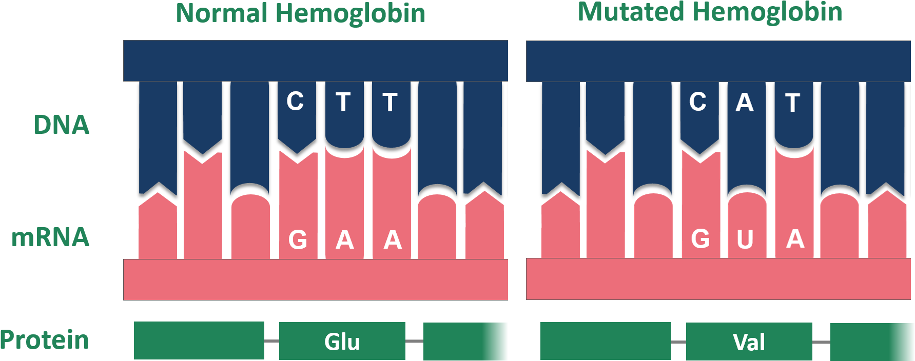 Point Mutation Sickle Cell Normal And Mutated Hemoglobin - Mutated Sickle Cell Hemoglobin (1874x764), Png Download