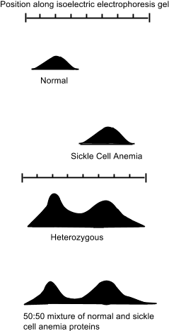 Data Adapted From - Red Blood Cell (264x477), Png Download