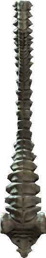 Spine - Rib Cage (564x593), Png Download
