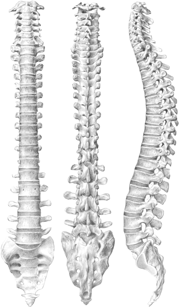 Spine Png By Chaseandlinda On Deviantart Jpg Black - Spine Drawing (756x1057), Png Download