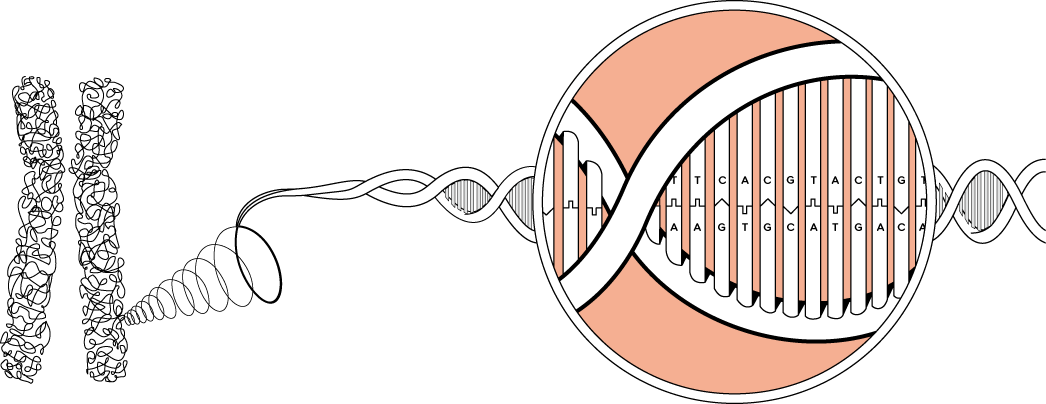 A Chromosome - Chromosome (1046x404), Png Download