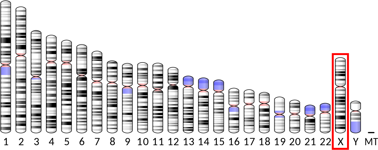 Ideogram Human Chromosome X - Chromosome Is Wilson's Disease Located (1280x510), Png Download