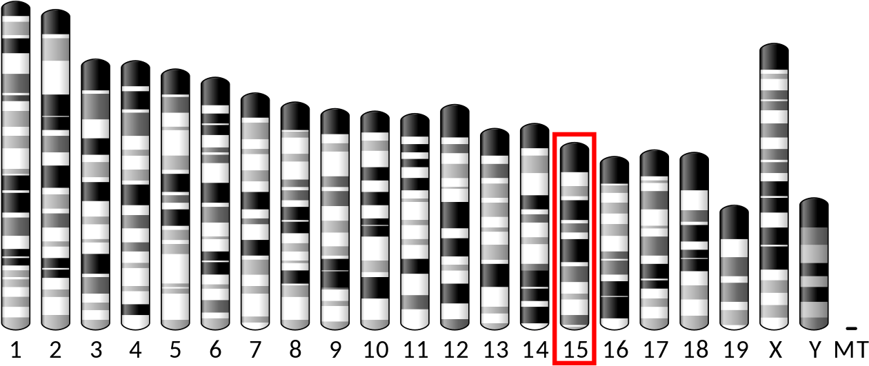 Ideogram House Mouse Chromosome - Mouse Chromosome 11 Gene (1280x545), Png Download
