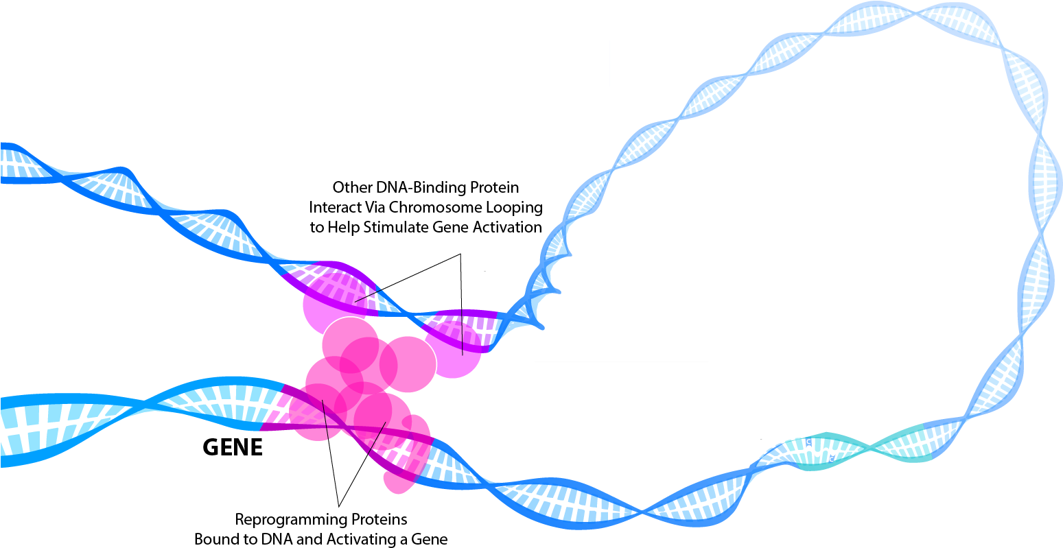 Staying In The Loop - Transcription Factor (1573x855), Png Download