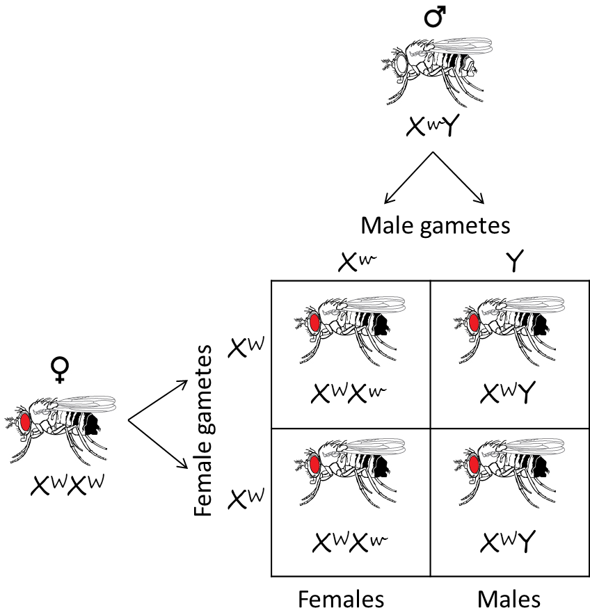 Fruit Fly Eye Reciprocal Cross - Drosophila Eye Color Punnett Square (847x905), Png Download