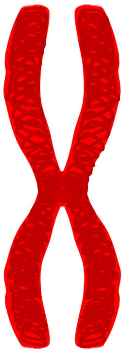 Clip Art Library Library Edupic Cell Drawings Chromatid - Chromosome Clip Art Png (280x750), Png Download