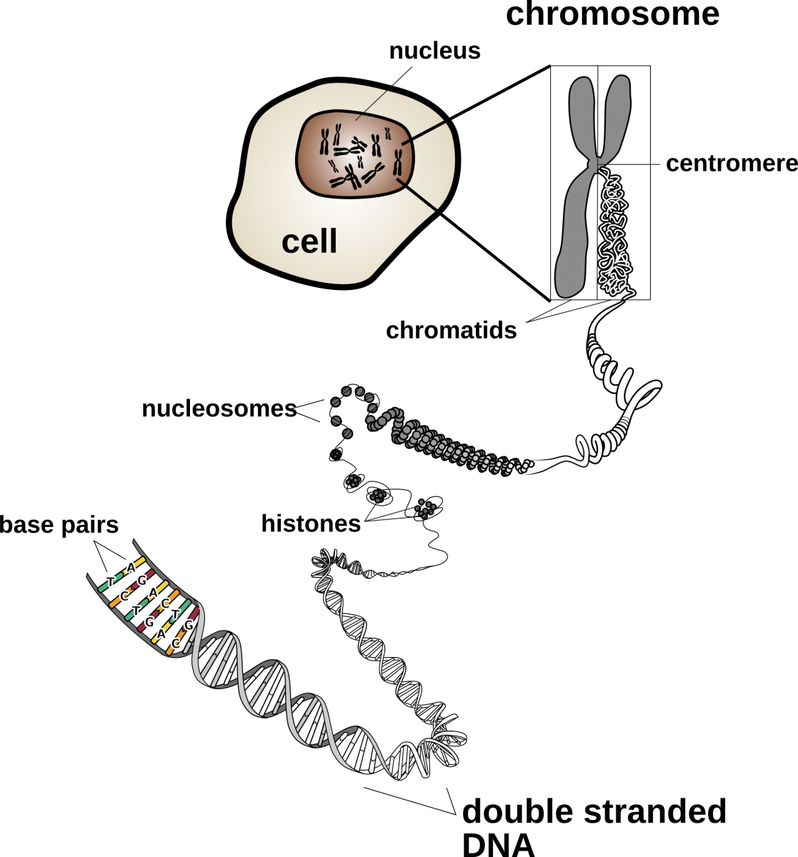 Chromosomal Features - Dna To Protein (1117x1200), Png Download