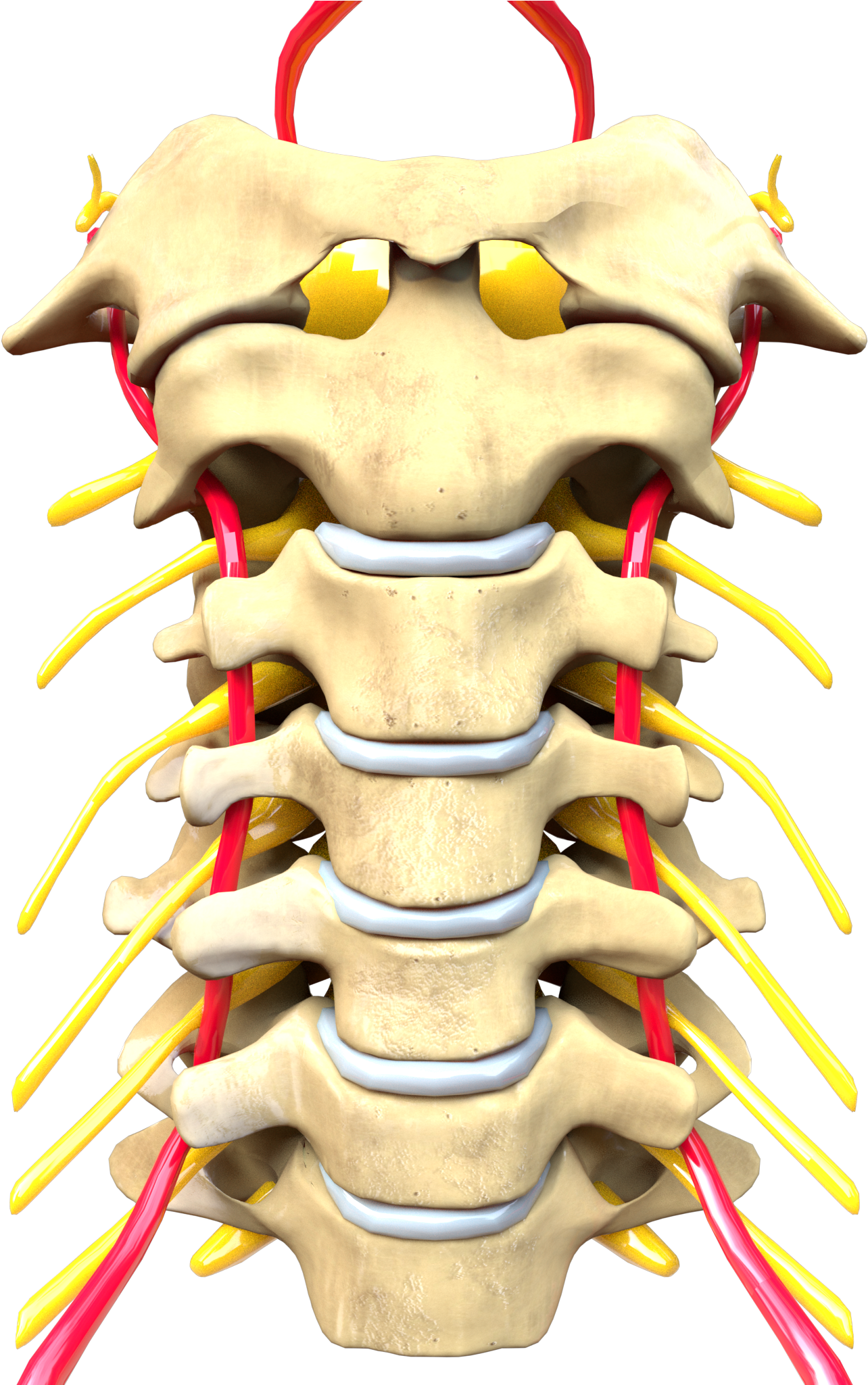 Cervical Spine Computer Generated Image - Wikimedia Commons (2048x2048), Png Download