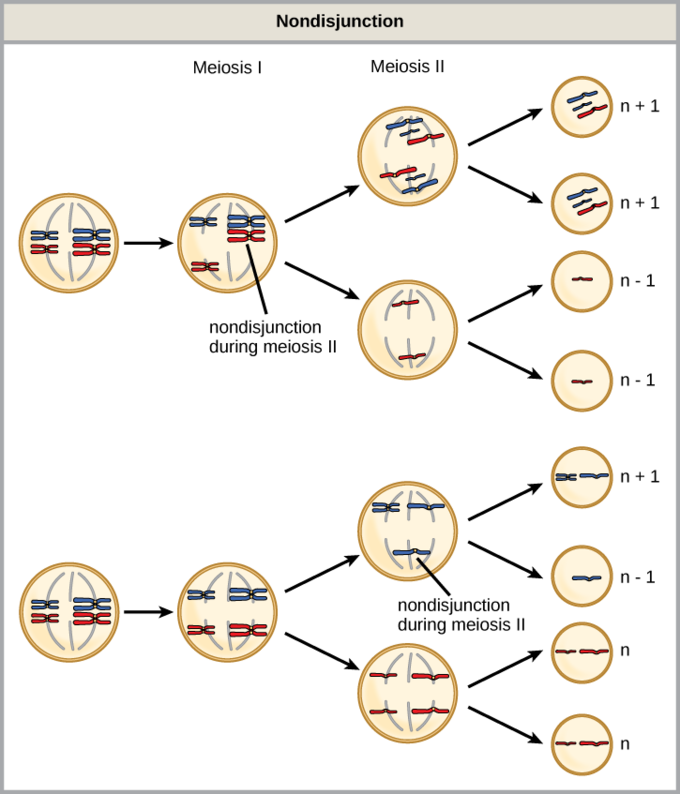 Image - Nondisjunction Mechanism For Klinefelter Syndrome (680x794), Png Download