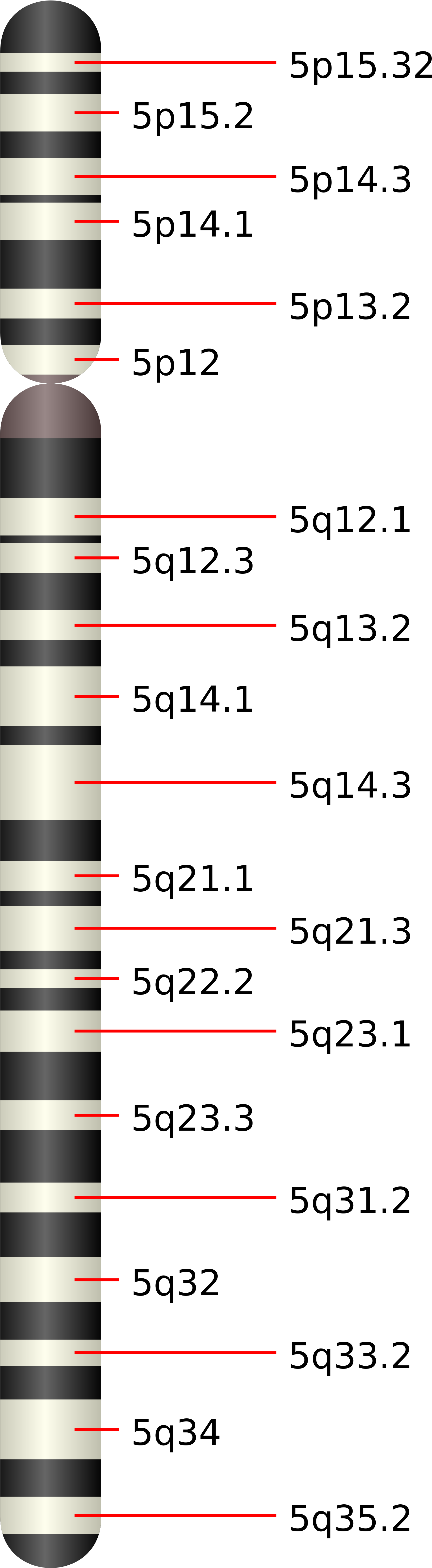 Httpupload Wikimedia - Cromosoma 5 Sotos (2000x6229), Png Download
