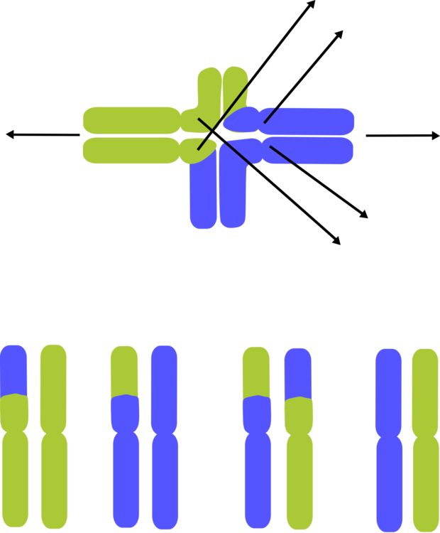 Chromosome Dna Lactic Acid Computer Icons Chromosomal - Chromosome (620x750), Png Download