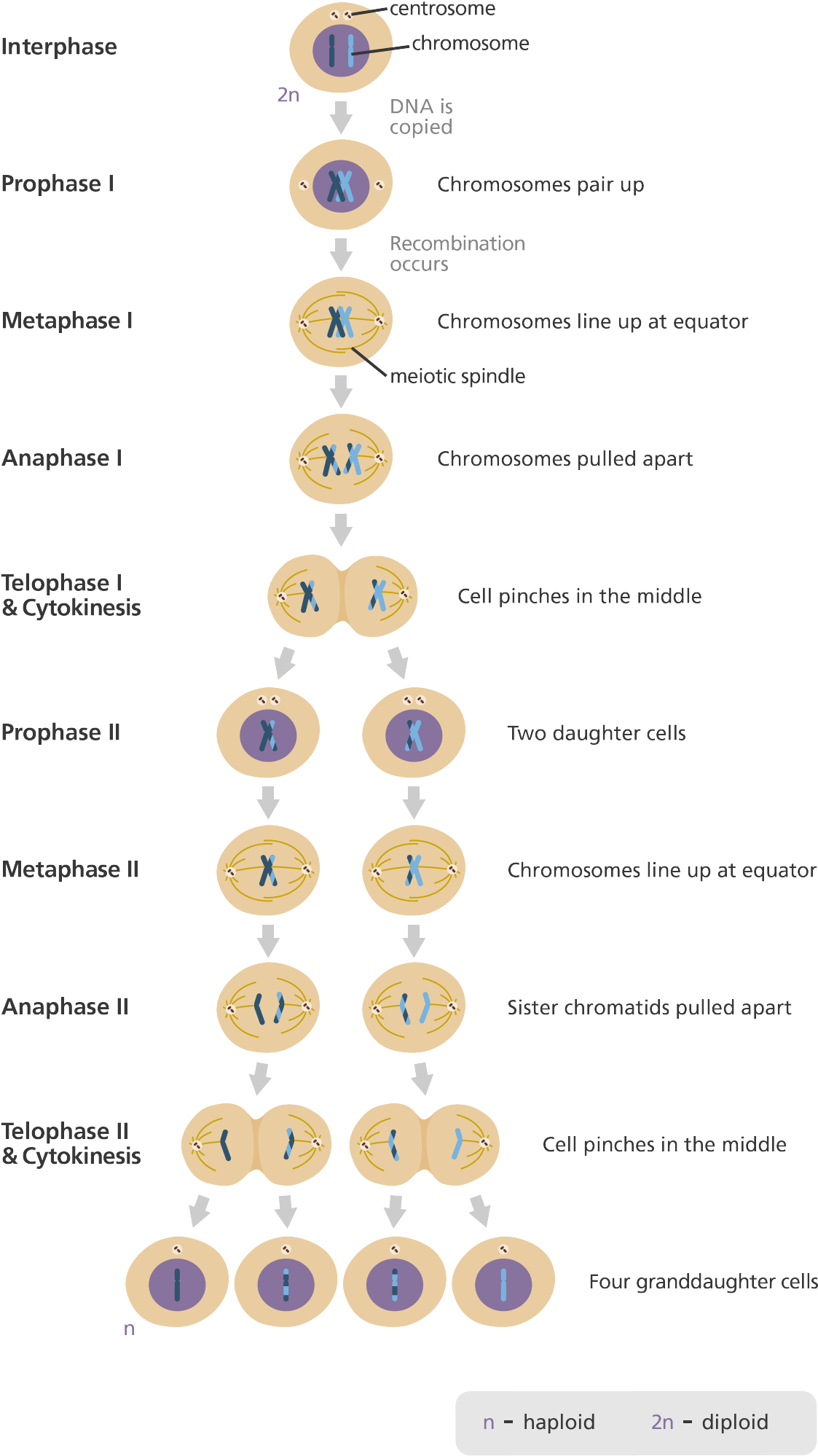 In Anaphase I, Each Chromosome From The Pair Goes To - 4n Mitosis (1200x2074), Png Download