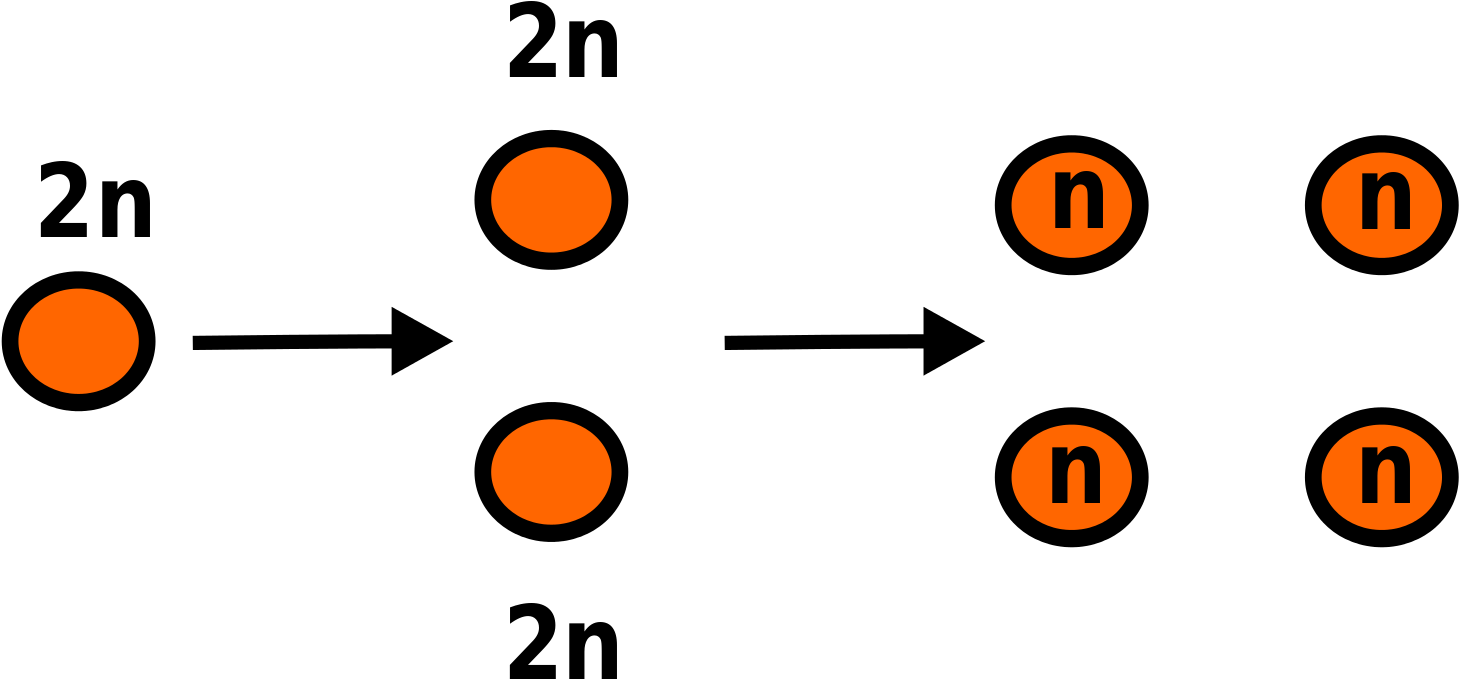 Meiosis Is The Form Of Cell Division That Halves The - Circle (1538x745), Png Download