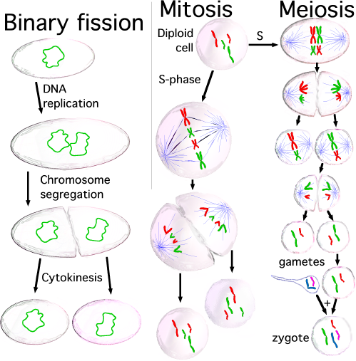 Three Cell Growth Types - Mechanism Of Cell Division (499x507), Png Download