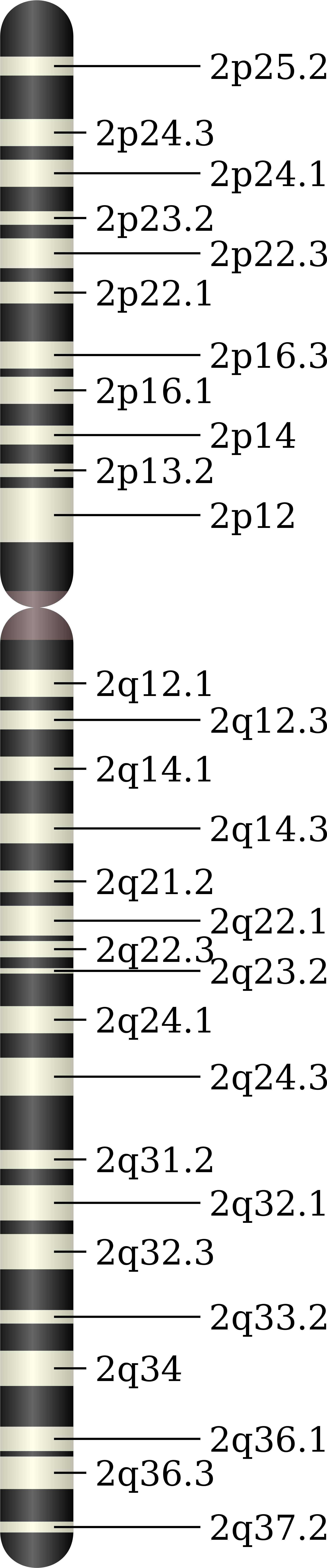 Chromosome - Chromosome 2q37 (2000x9049), Png Download