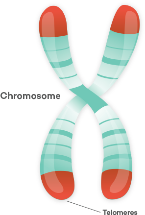 Chromosome Illustration - Illustration (300x446), Png Download