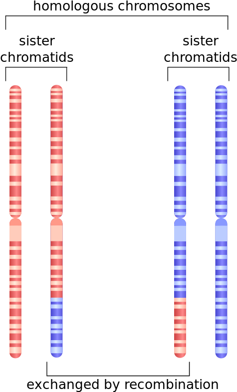 Depiction Of Chromosome 1 After Undergoing Homologous - Homologous Recombination Definition (550x825), Png Download
