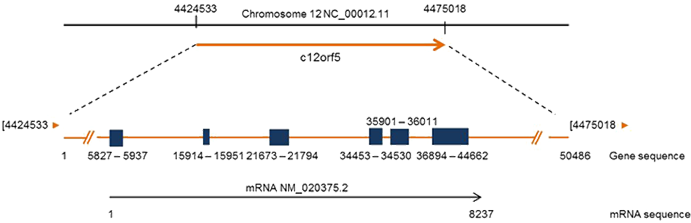 Schematic Representation Of Tigar Location In Chromosome - Open Reading Frame Structure (703x229), Png Download