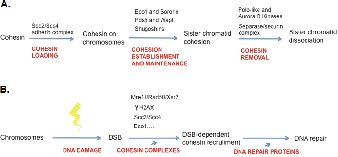 Chromatin Drawing Chromosome Sister Chromatids Banner - Relationship Between Chromatin Chromosomes Genes And (705x346), Png Download