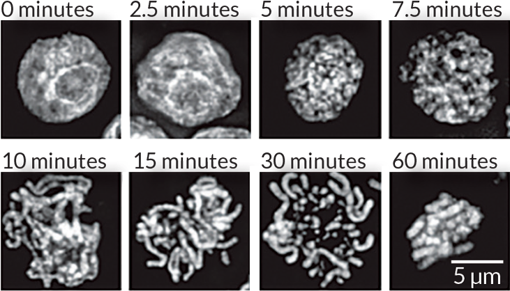 Citations - Computed Tomography (730x427), Png Download