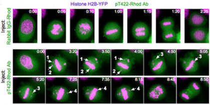A Paradigm For Coordinating Chromosome Movement On - Graphic Design (420x296), Png Download