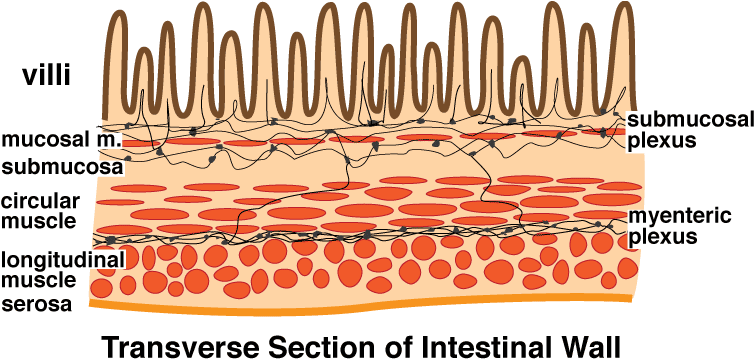 Axons From Postganglionic Neurons Located In Sympathetic - Auerbach Plexus (766x368), Png Download
