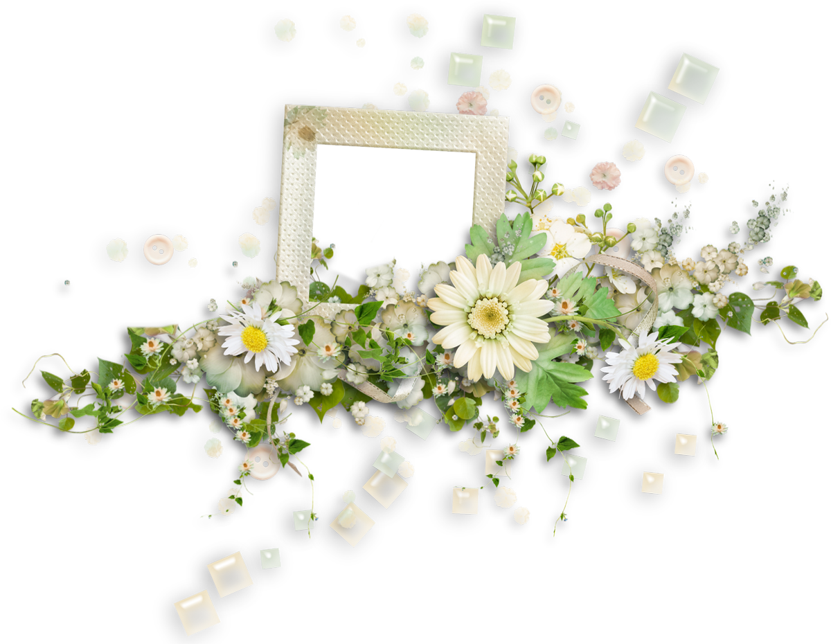 African Daisy (1200x930), Png Download