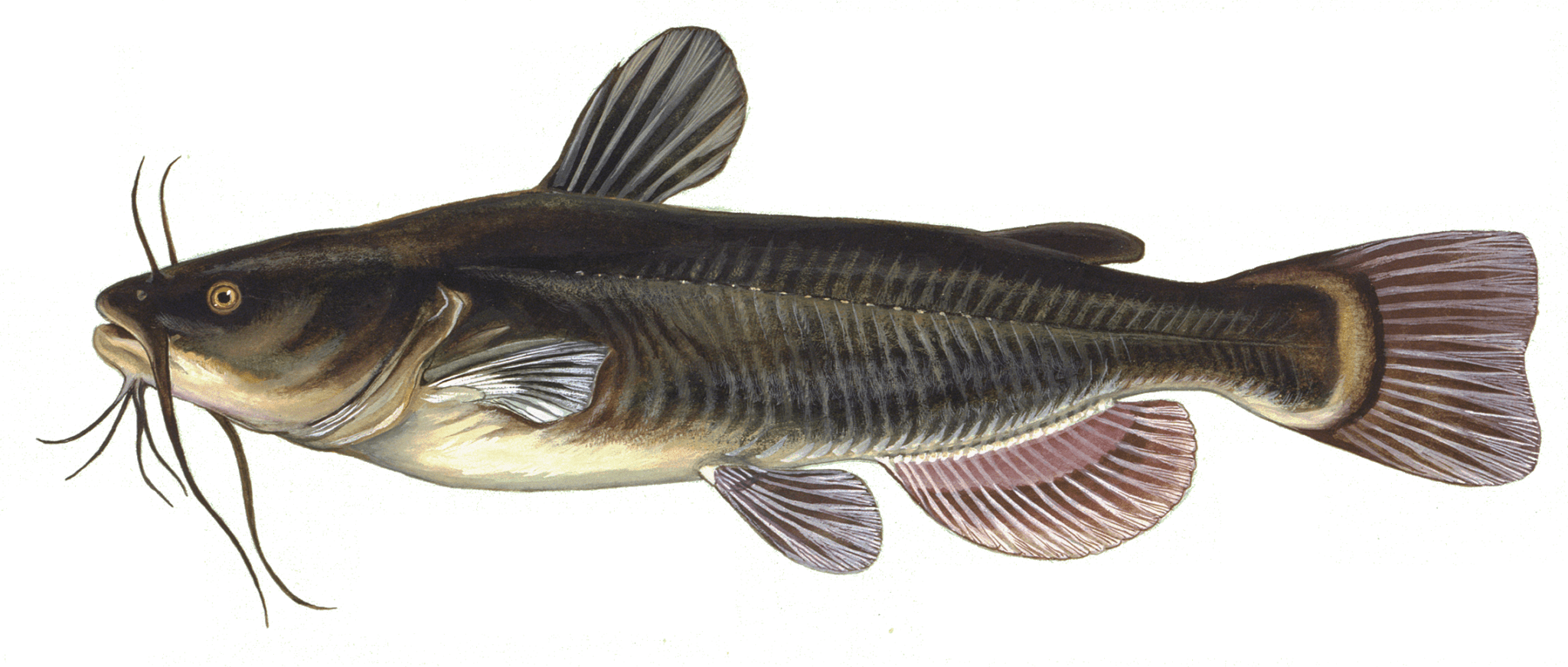 Black Bullhead Catfish (2048x872), Png Download