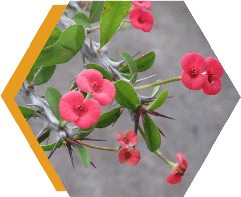 Corona De Espinas - Crown Of Thorns (500x420), Png Download