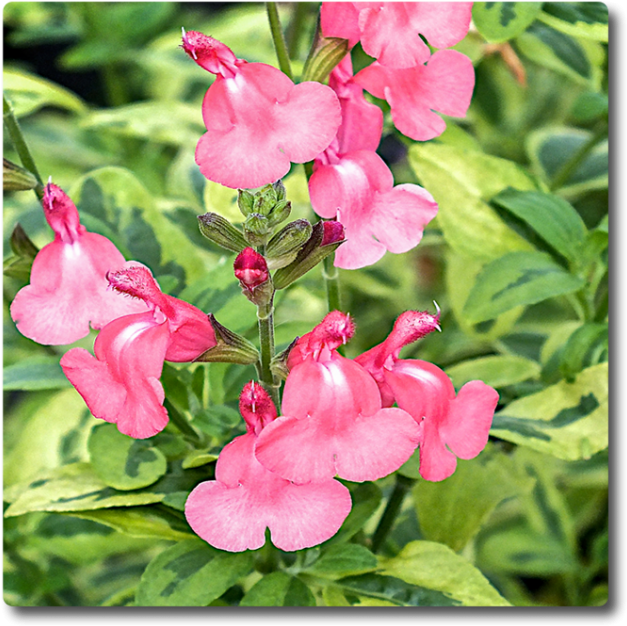 Salvia Solar Eclipse - Beardtongue (650x650), Png Download
