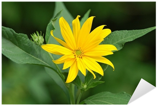 Helianthus Tuberosus L - Common Sunflower (400x400), Png Download