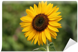 Metafora Energia Solar Energia Wall Mural • Pixers® - Sunflower (400x400), Png Download