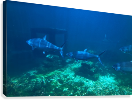 Fish Under The Sea Canvas Print - Requiem Shark (429x323), Png Download